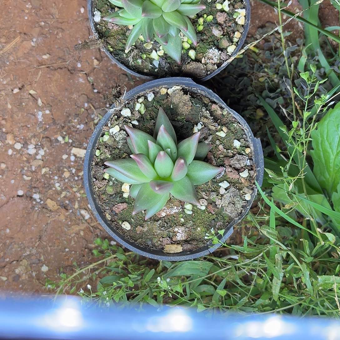 多肉植物布丁群的
