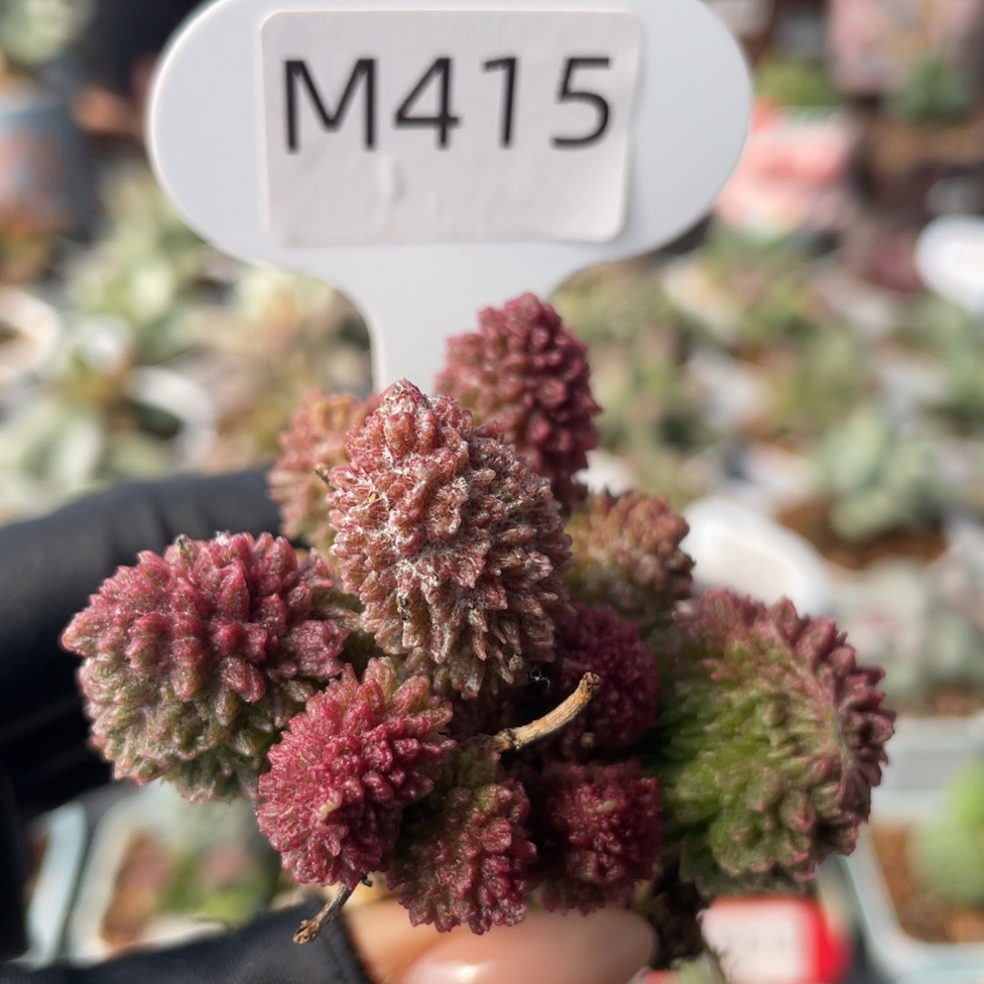      朱紫玉。   415。   