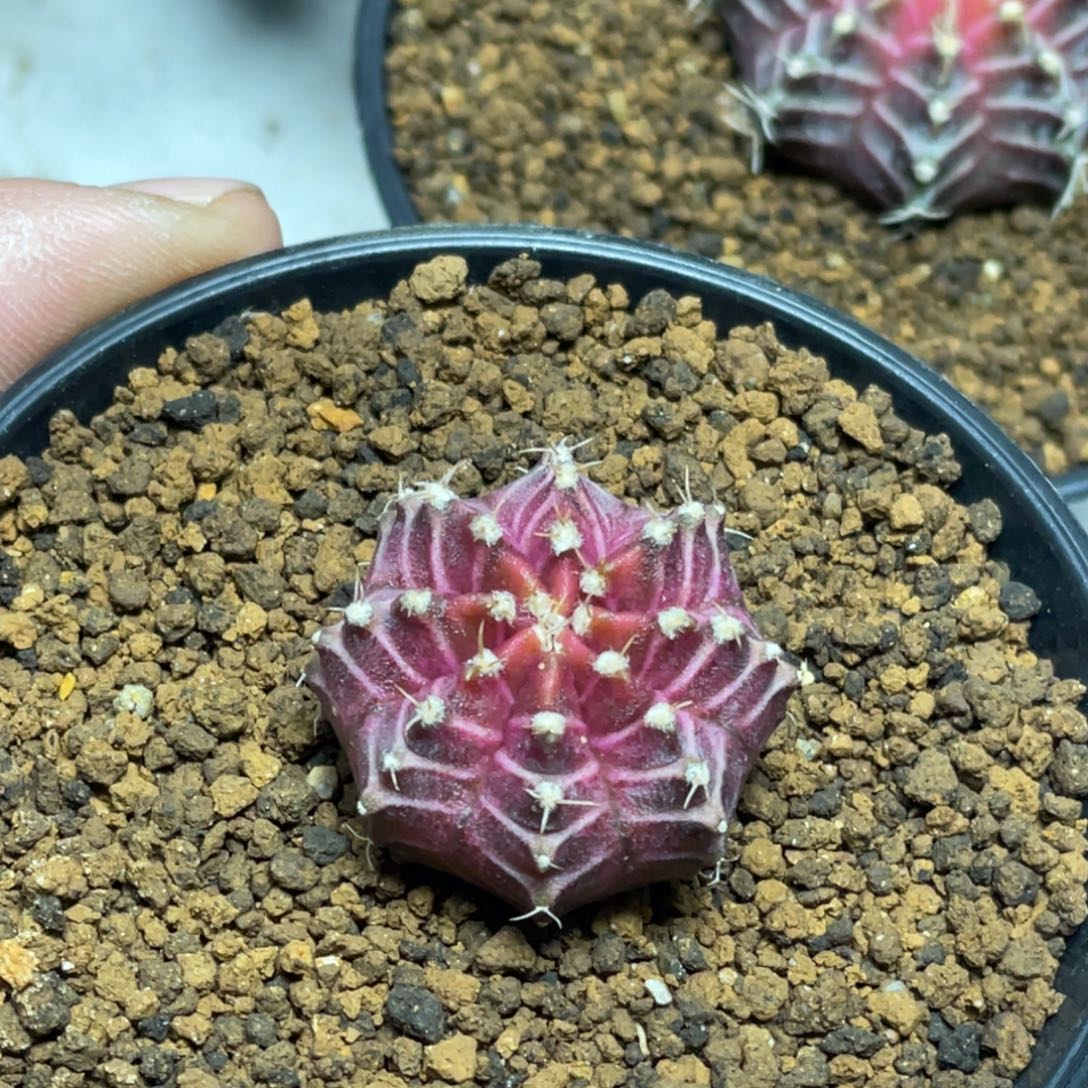 当前无花朵，栽培后可花朵紫粉橘黄