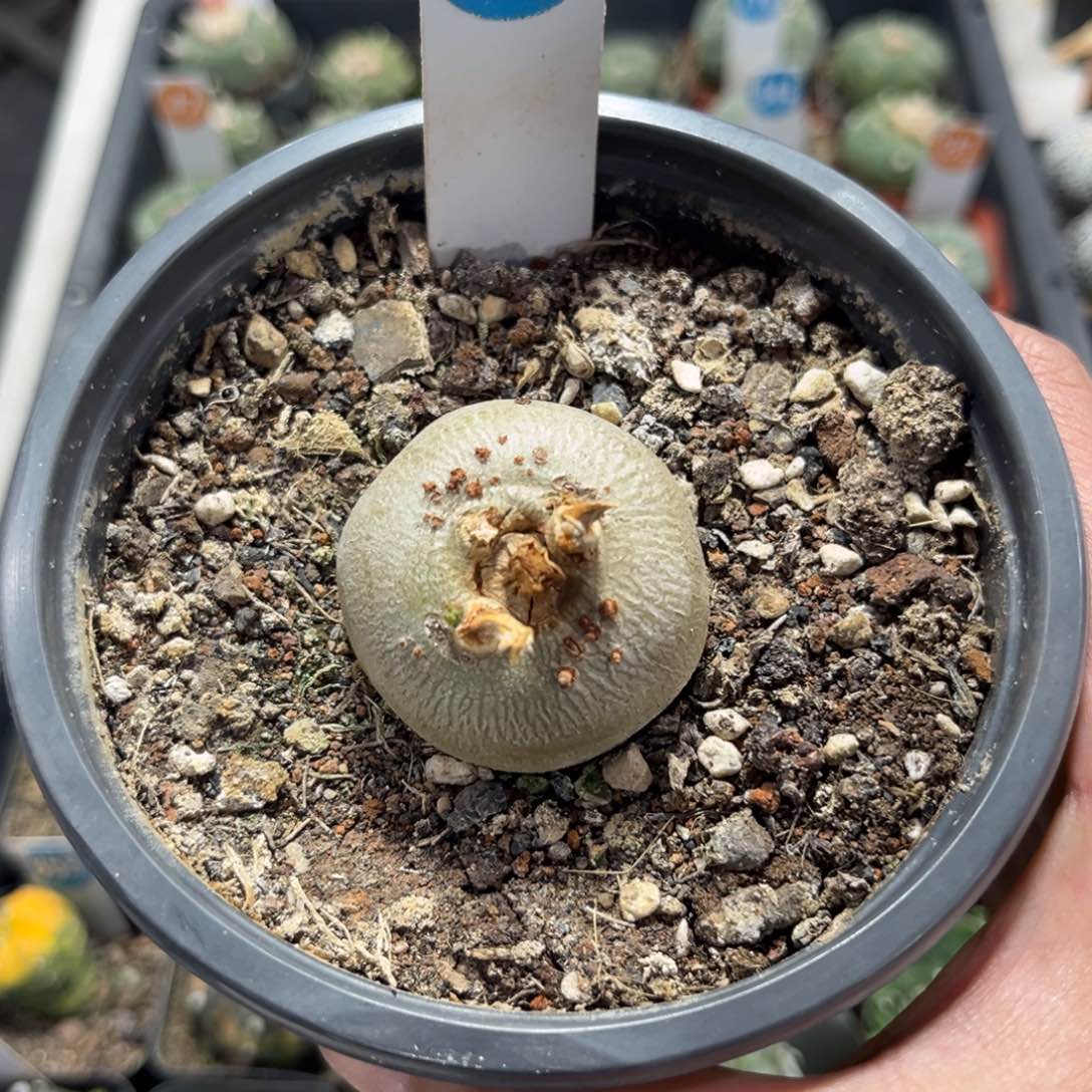 691锦珊瑚带盆带土发货