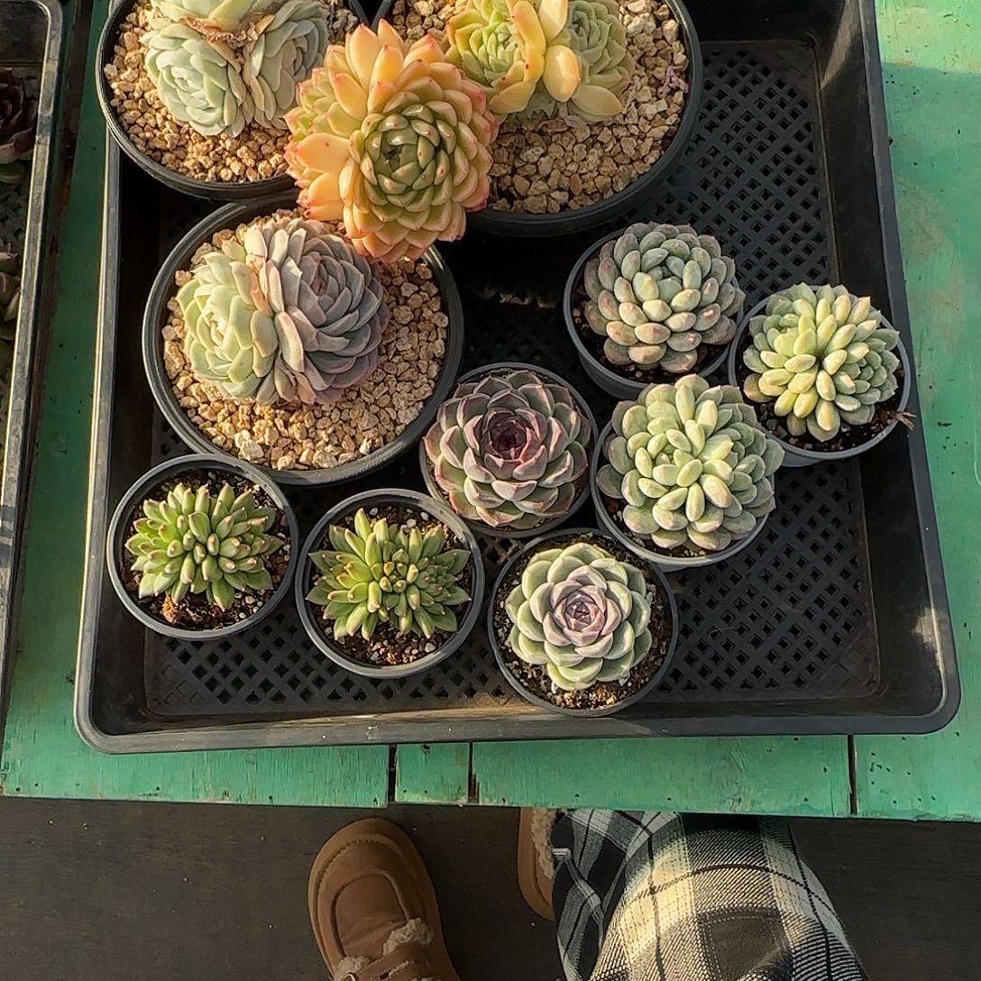 往***烟11颗发货。        