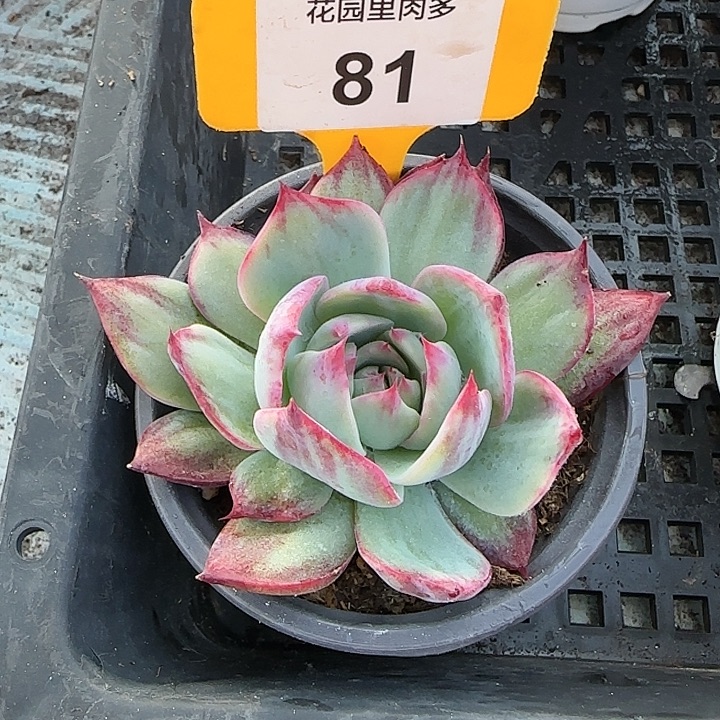 81 惊鸿仙子多肉植物6-9cm