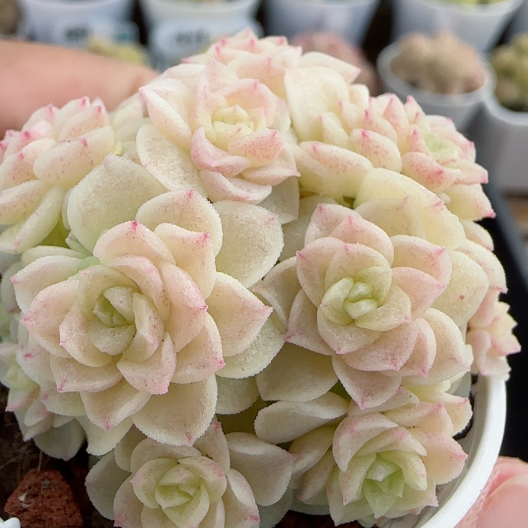 【闪购商品】0303-25（ttp-179）