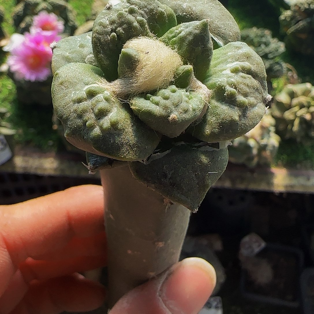 大尤怒涛683福利