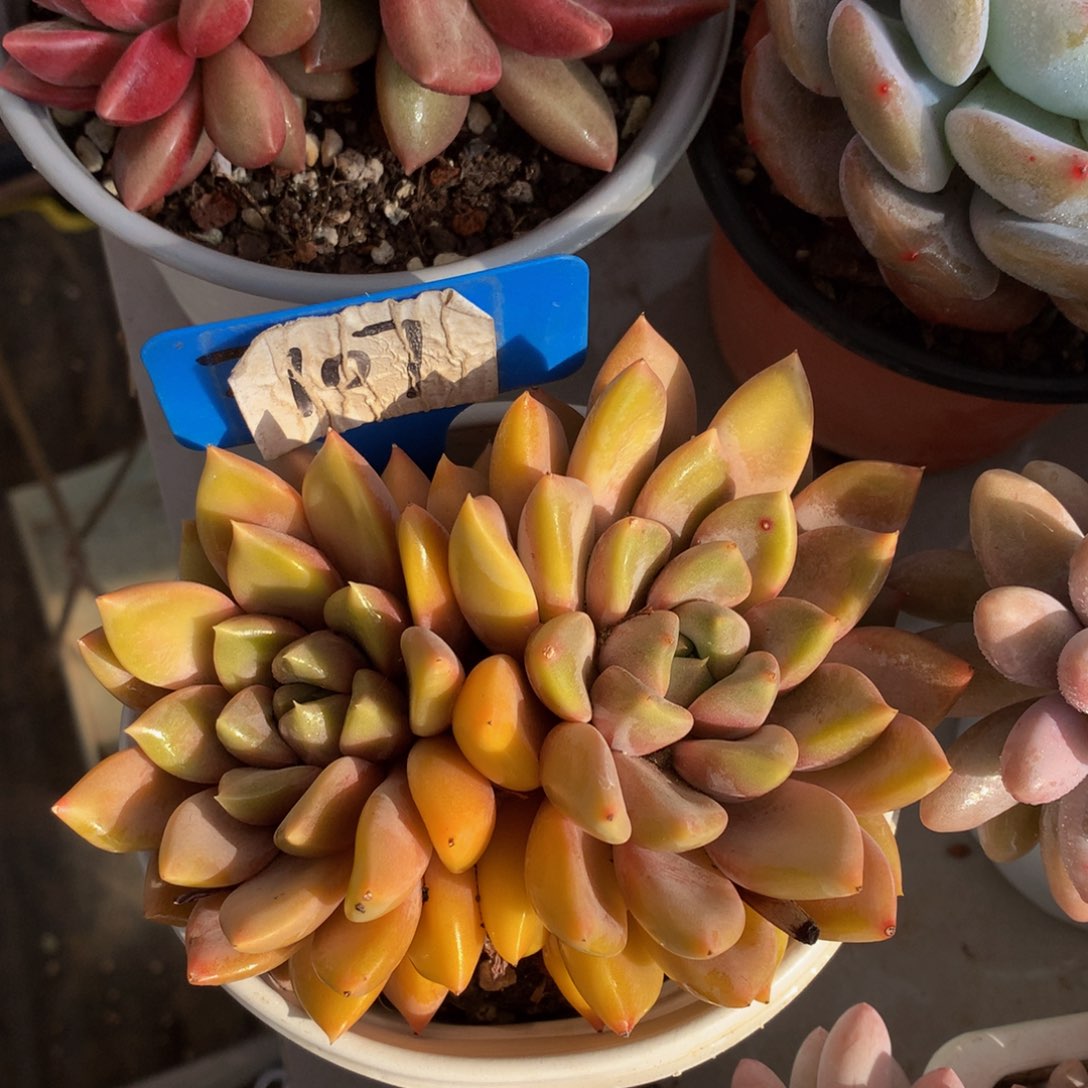 红象牙ywywywywuwu