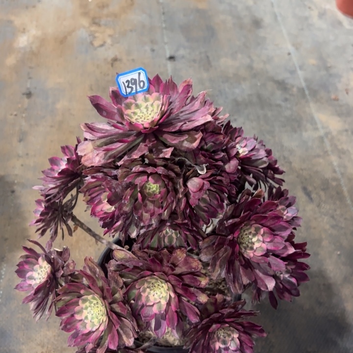 红锦变异不知名有断枝瑕疵1396