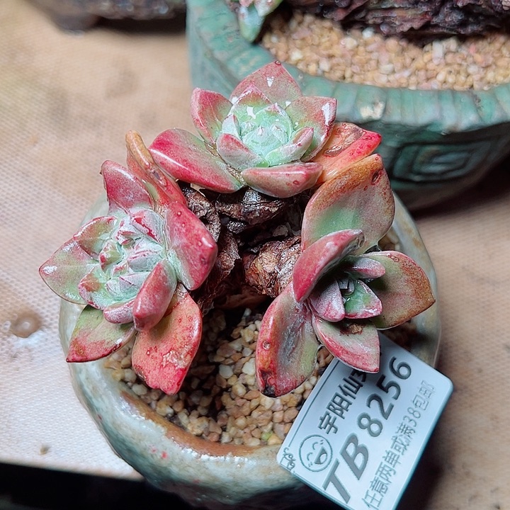 8256帕法仙女杯多肉