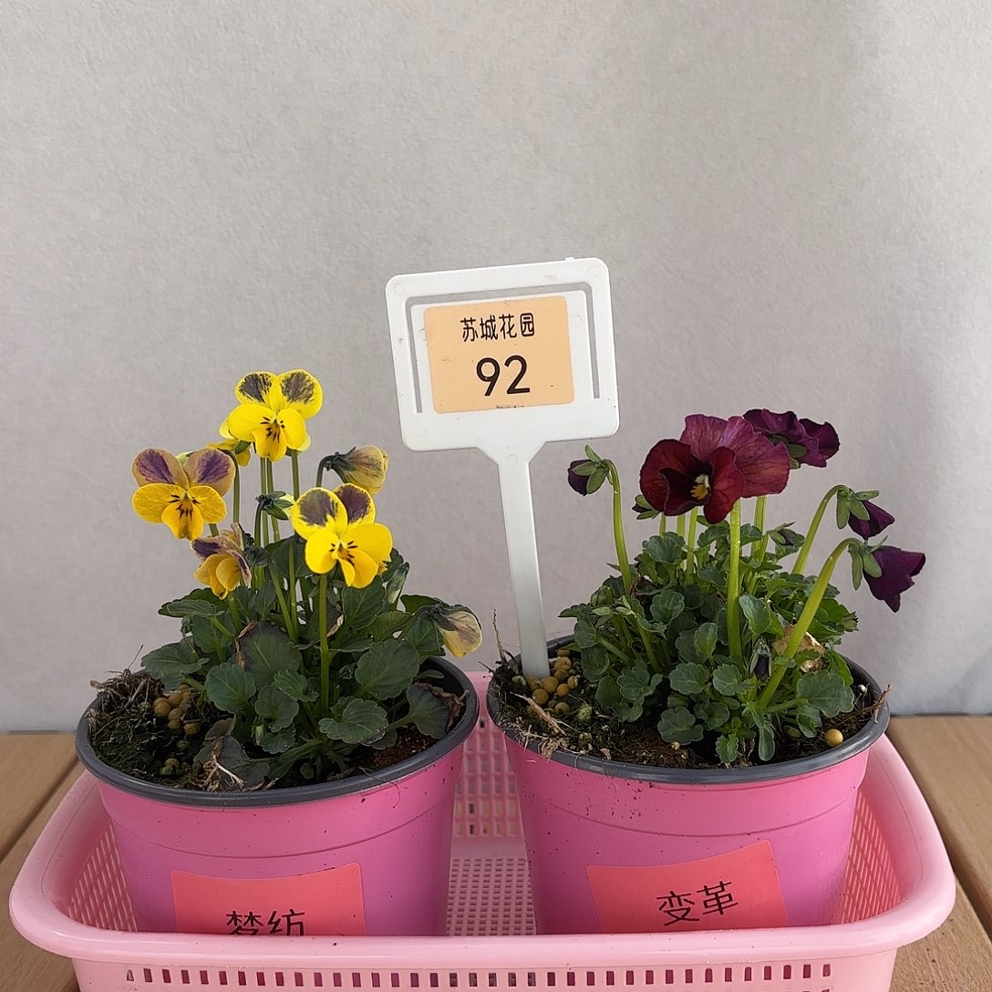 大部分开放少量花苞92