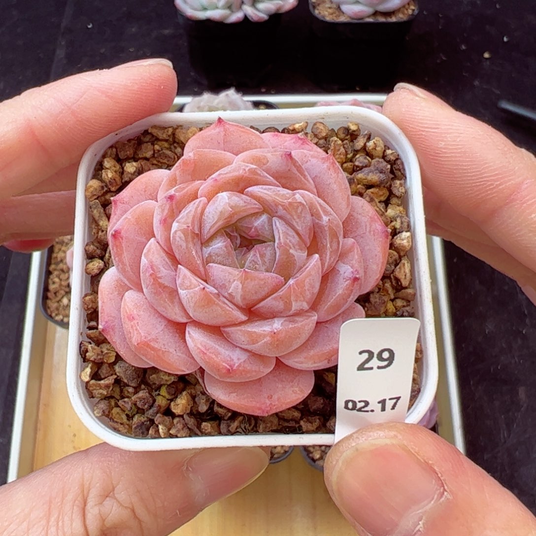 好看没名字29、哈哈