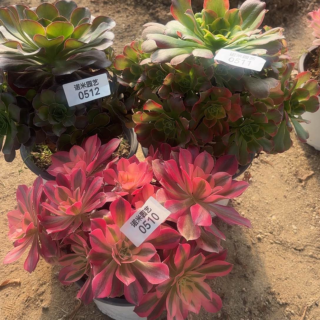 魅金特斯拉女王多肉植物510-11-12