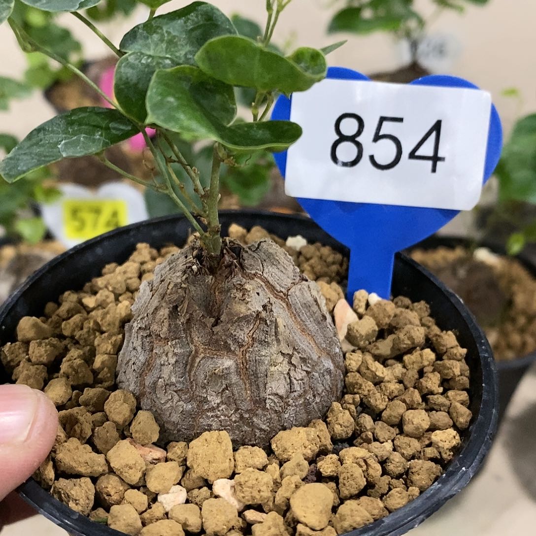 南非龟甲龙龟甲龙