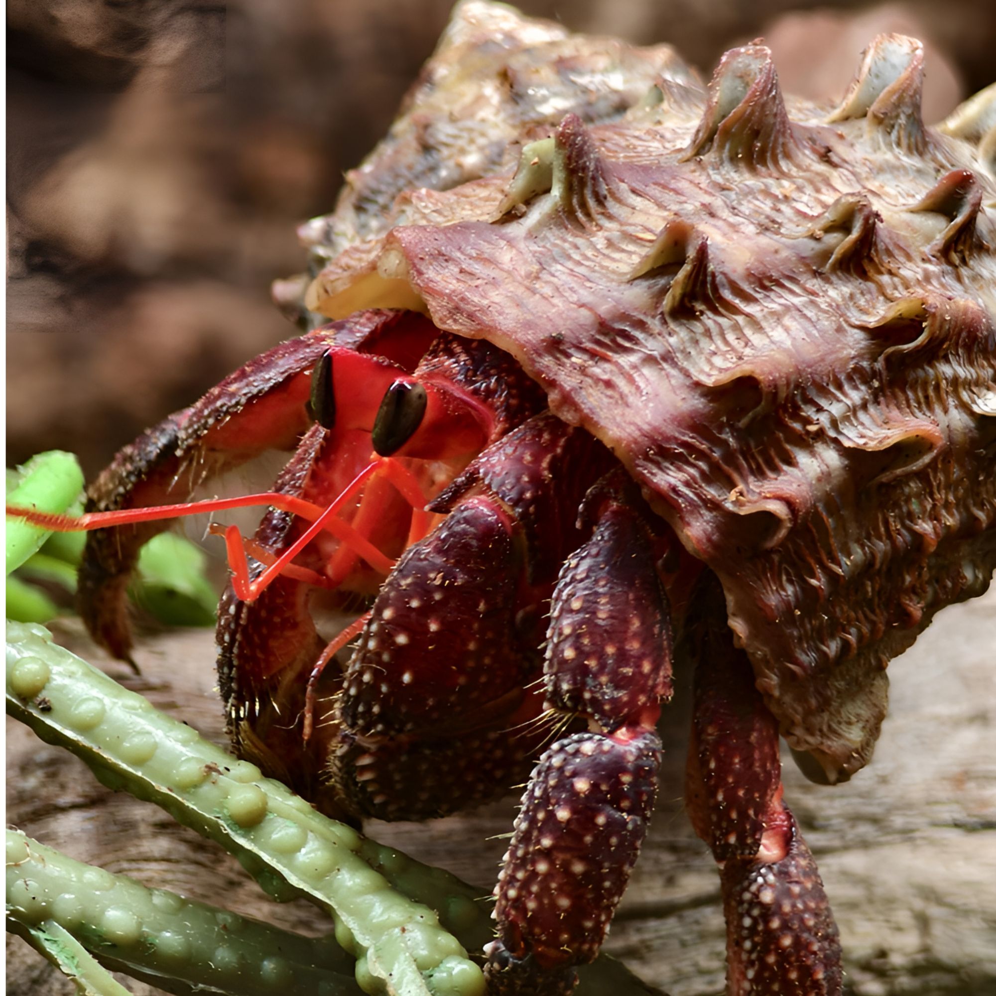 活体淡水寄居蟹陆生观赏宠物适合懒人饲养