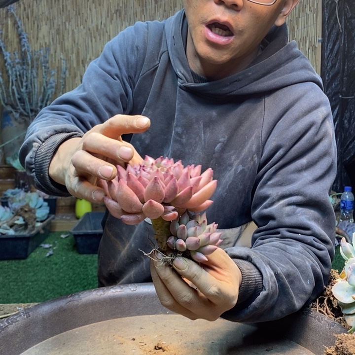 *****109号米其林多肉植物