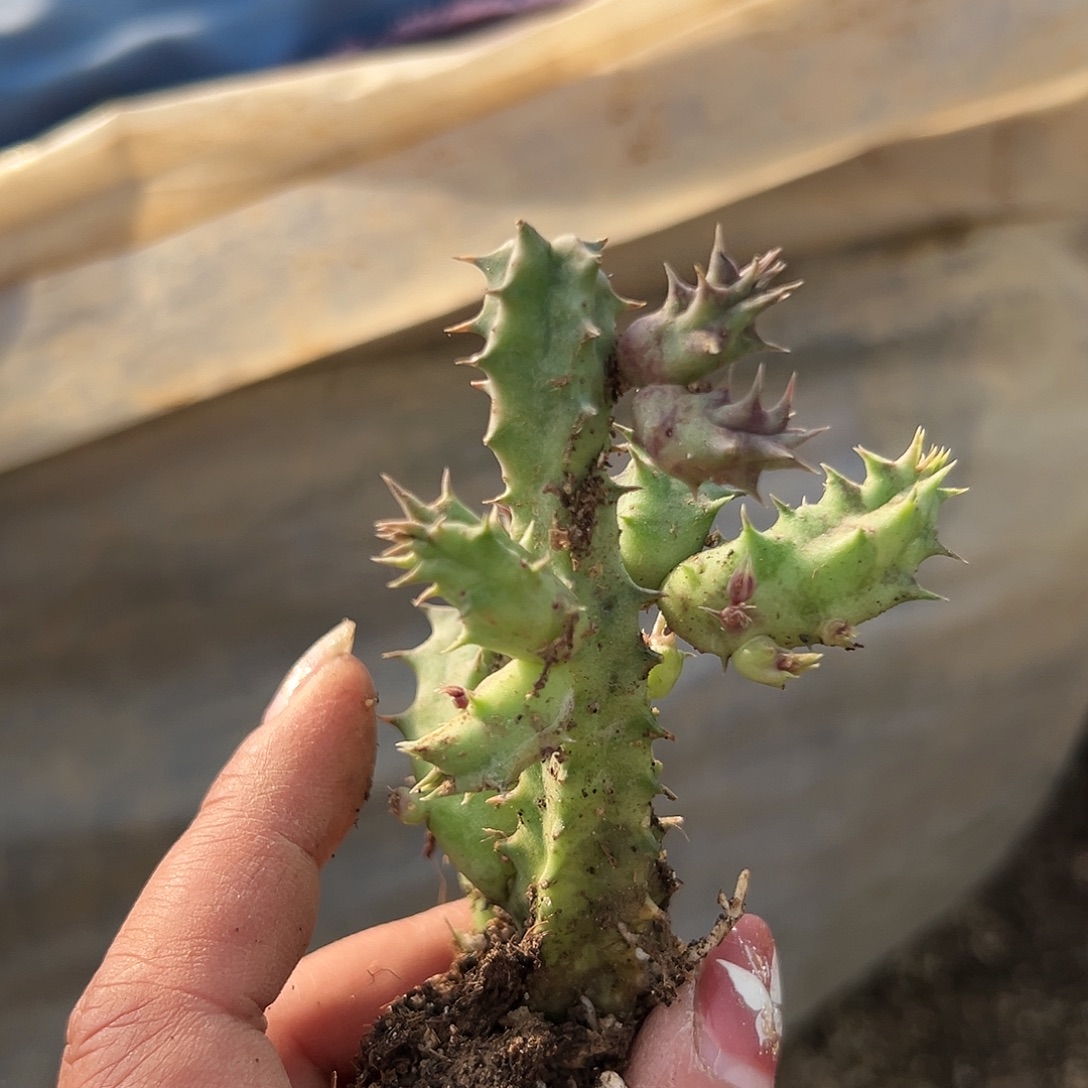 多肉植物多肉植物