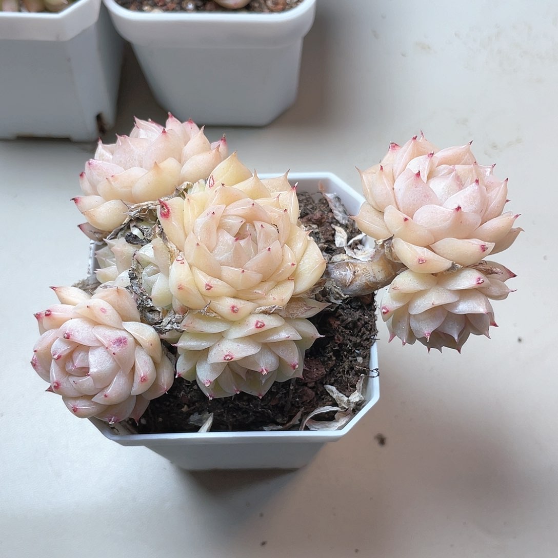 优选5号女王飘枝8251