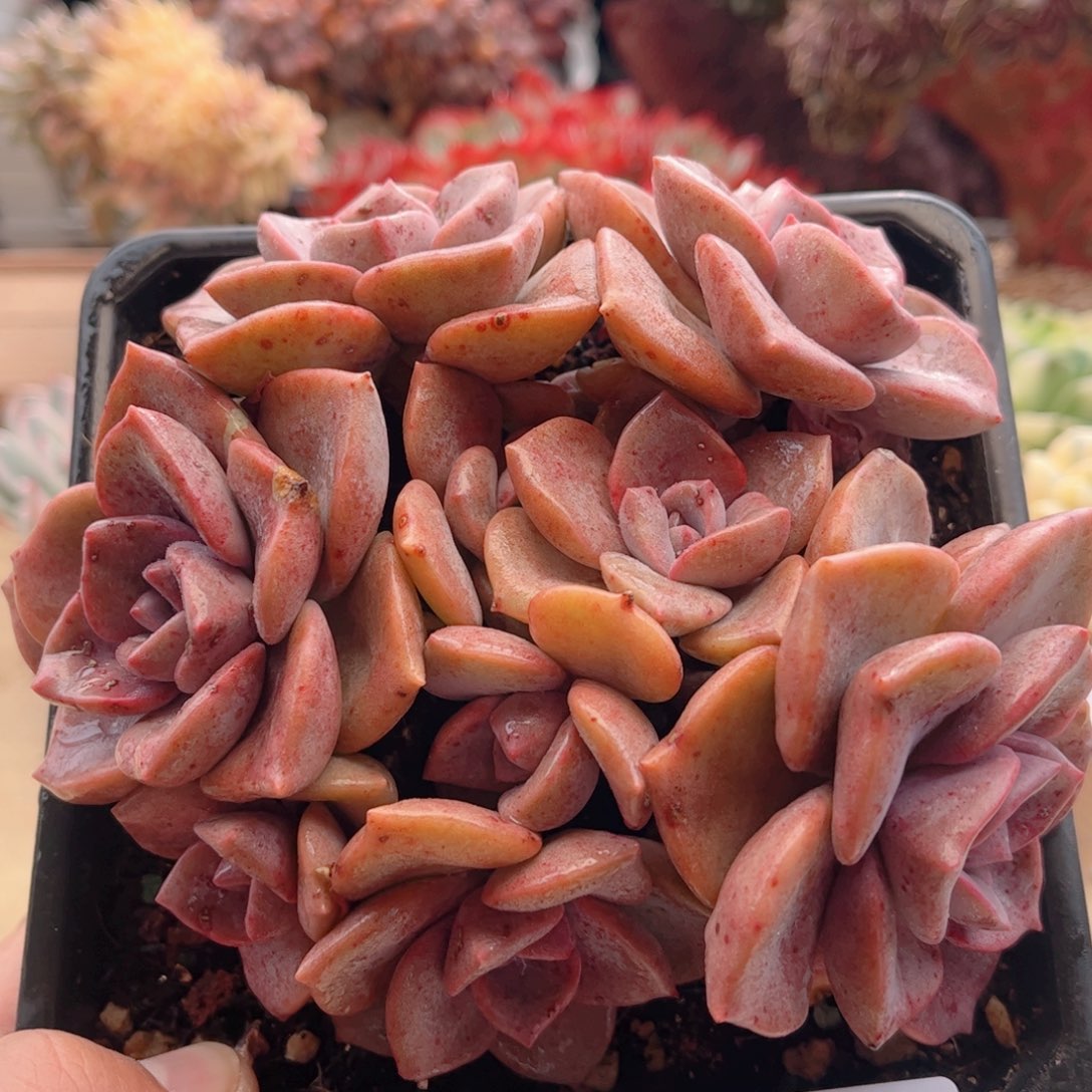 622彩虹糖德华多肉