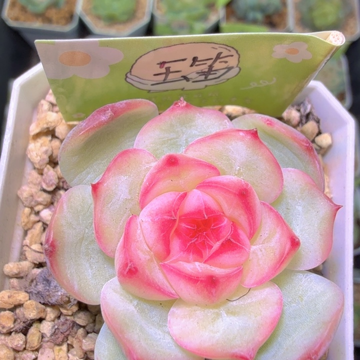 粗腿玉笛特特特特