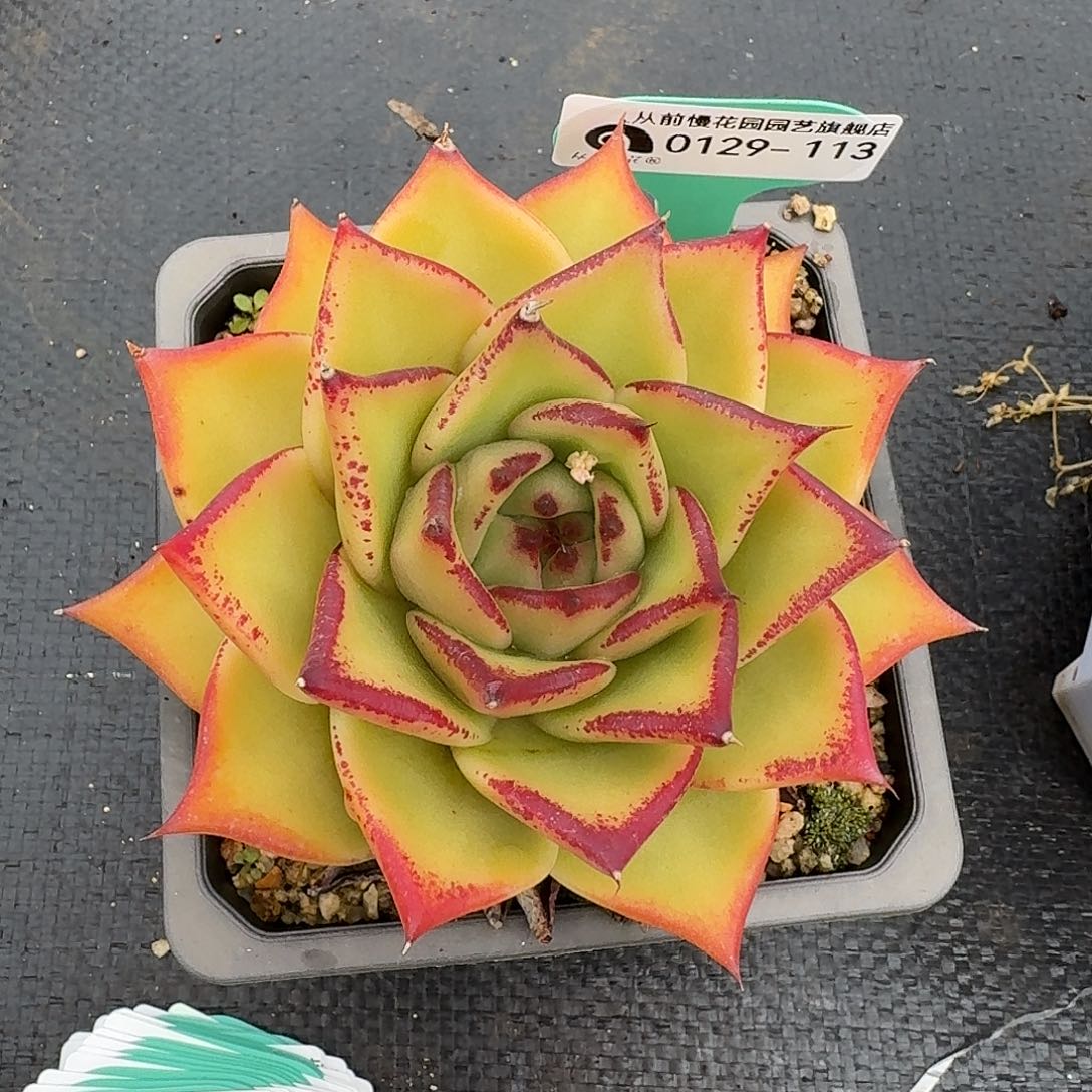 从前慢花园多肉0129-113