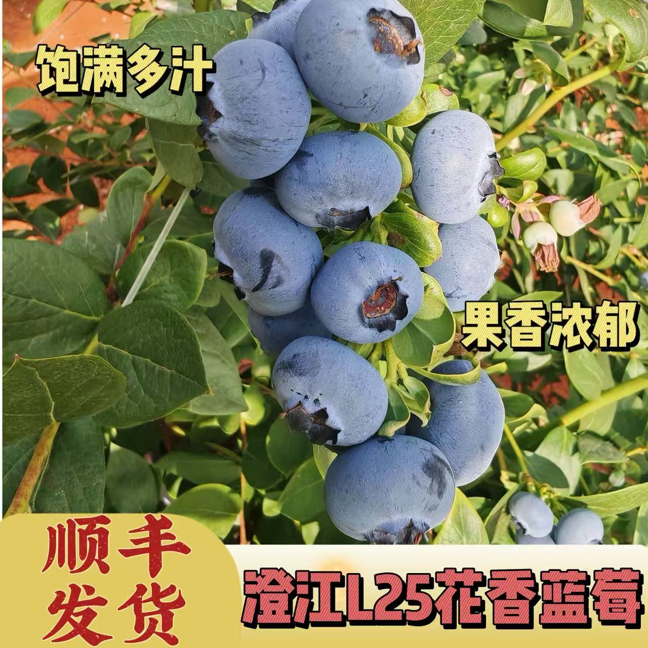 云南抚仙湖新鲜采摘特大果花香蓝莓酸甜爆汁顺丰冷链包邮