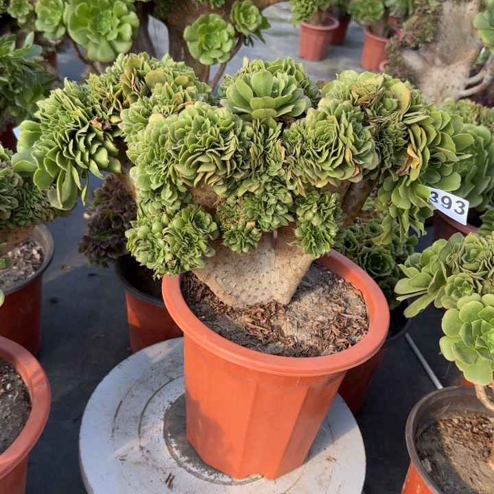 爱***意多肉植物绿羊绒缀393