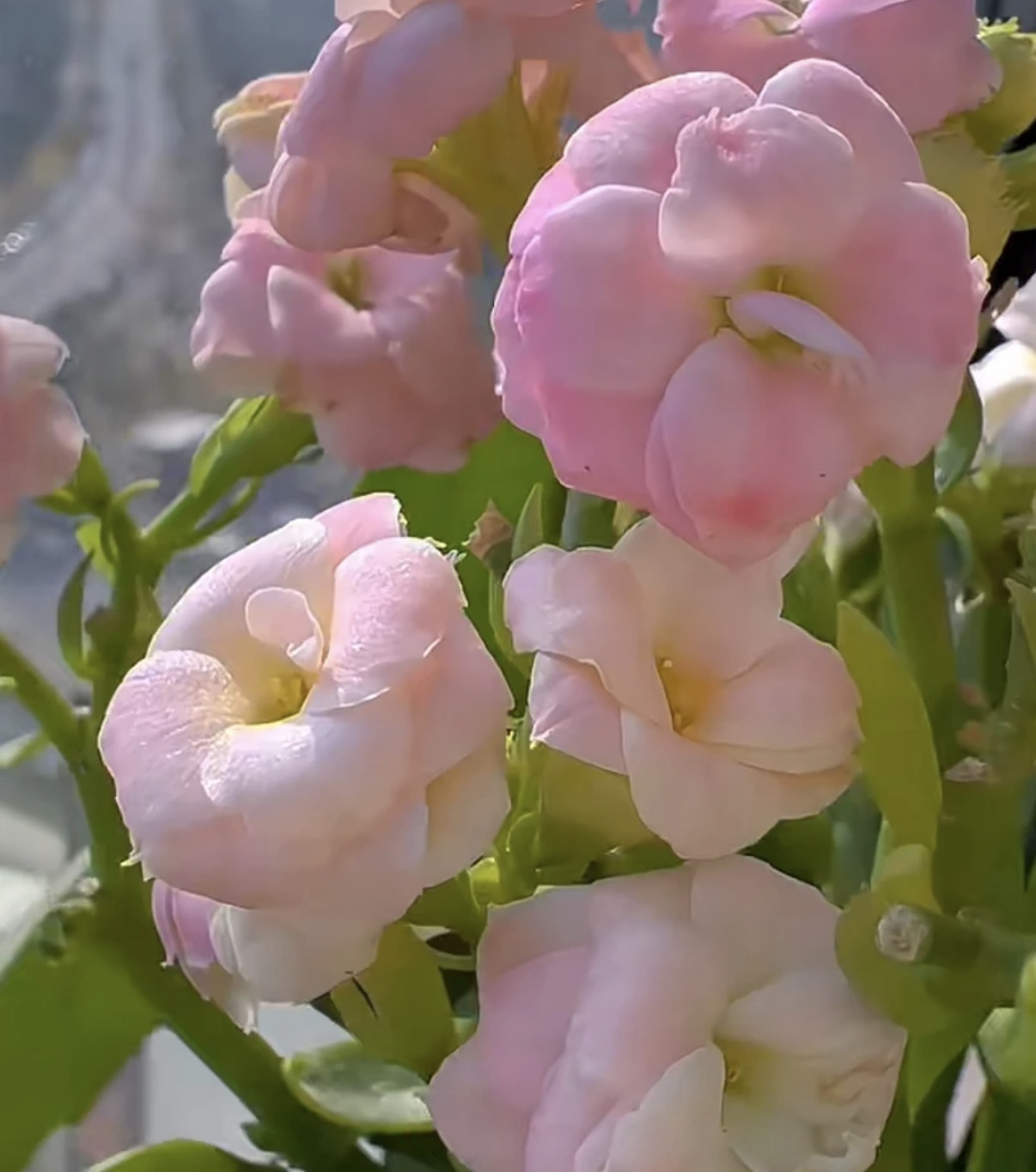 海豚 大花 长寿花 110盆 -【花财花卉】
