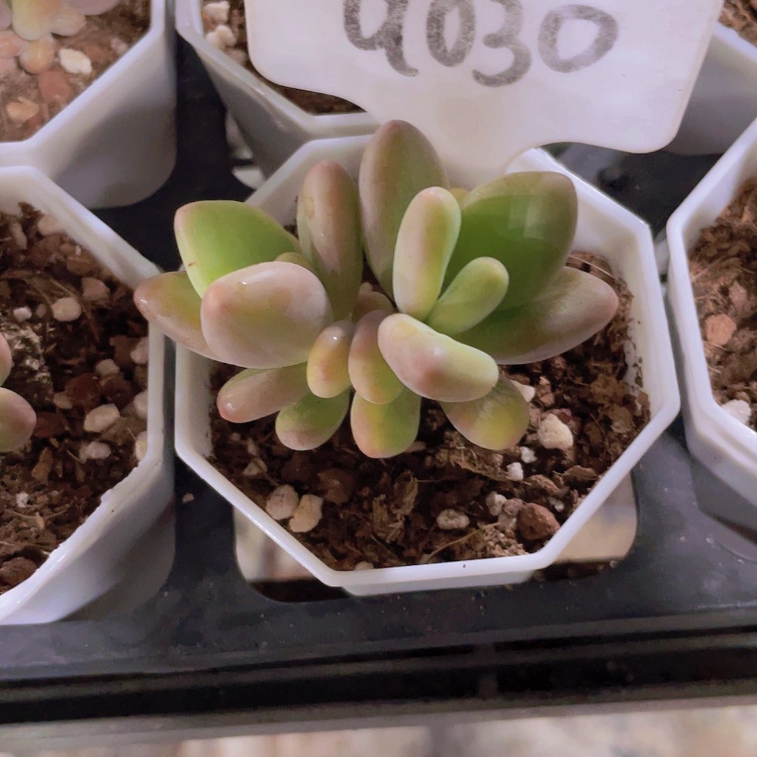 芒果奶a030一物一拍