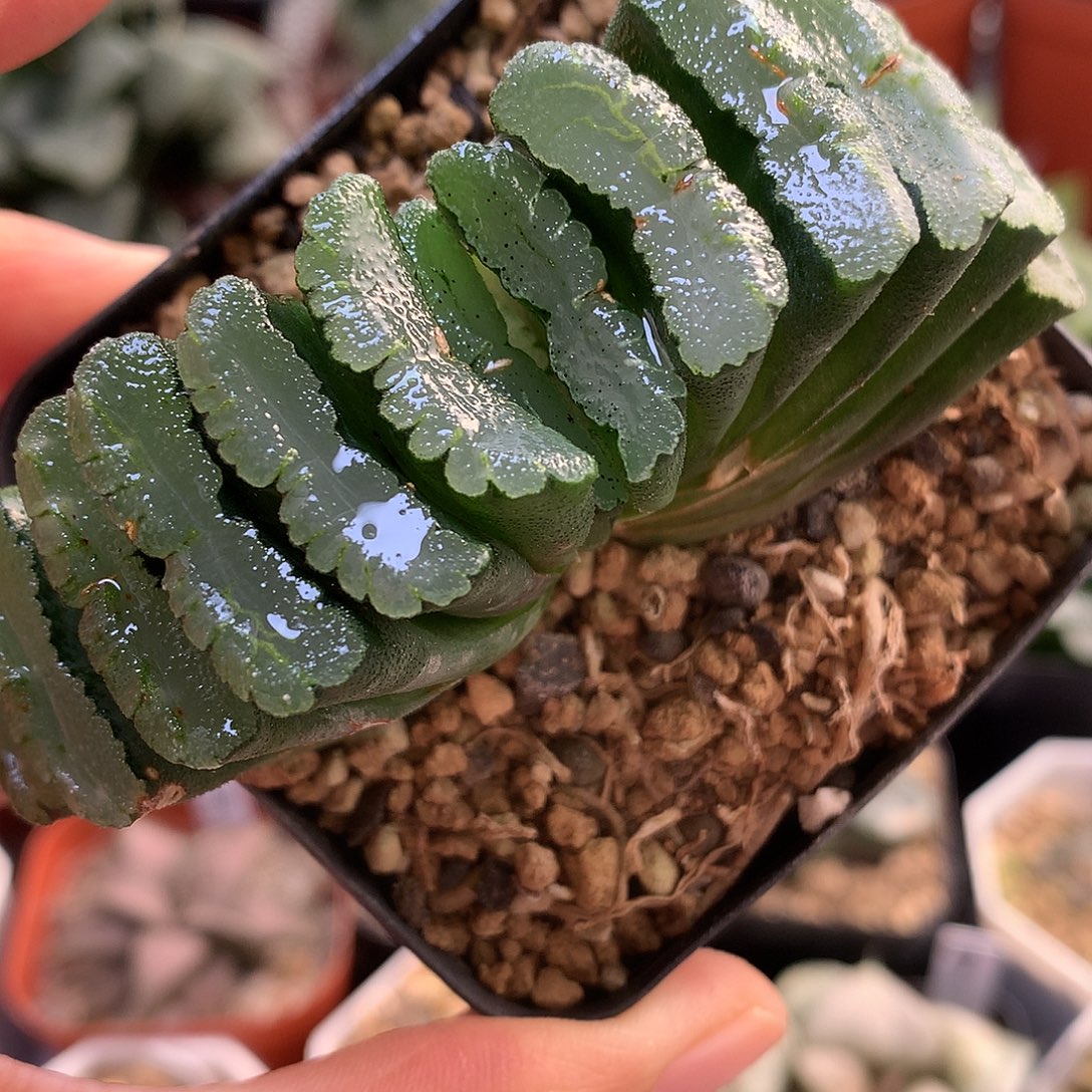 实生玉扇带盆土法，火xwu