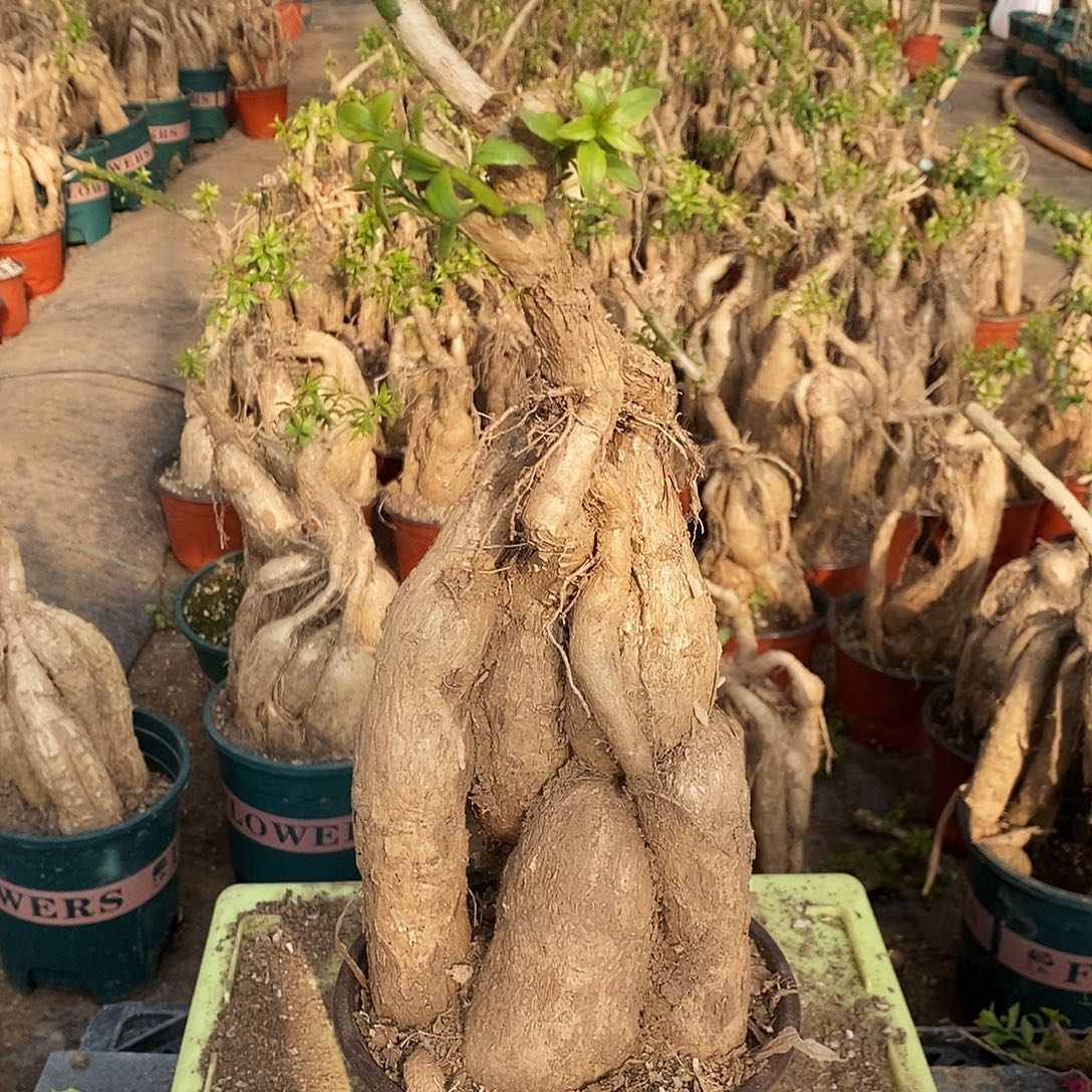 自***M完全开放月之桂一物一拍