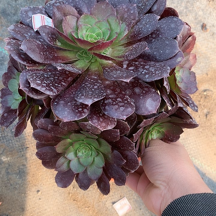 756赤焰莲多肉植物