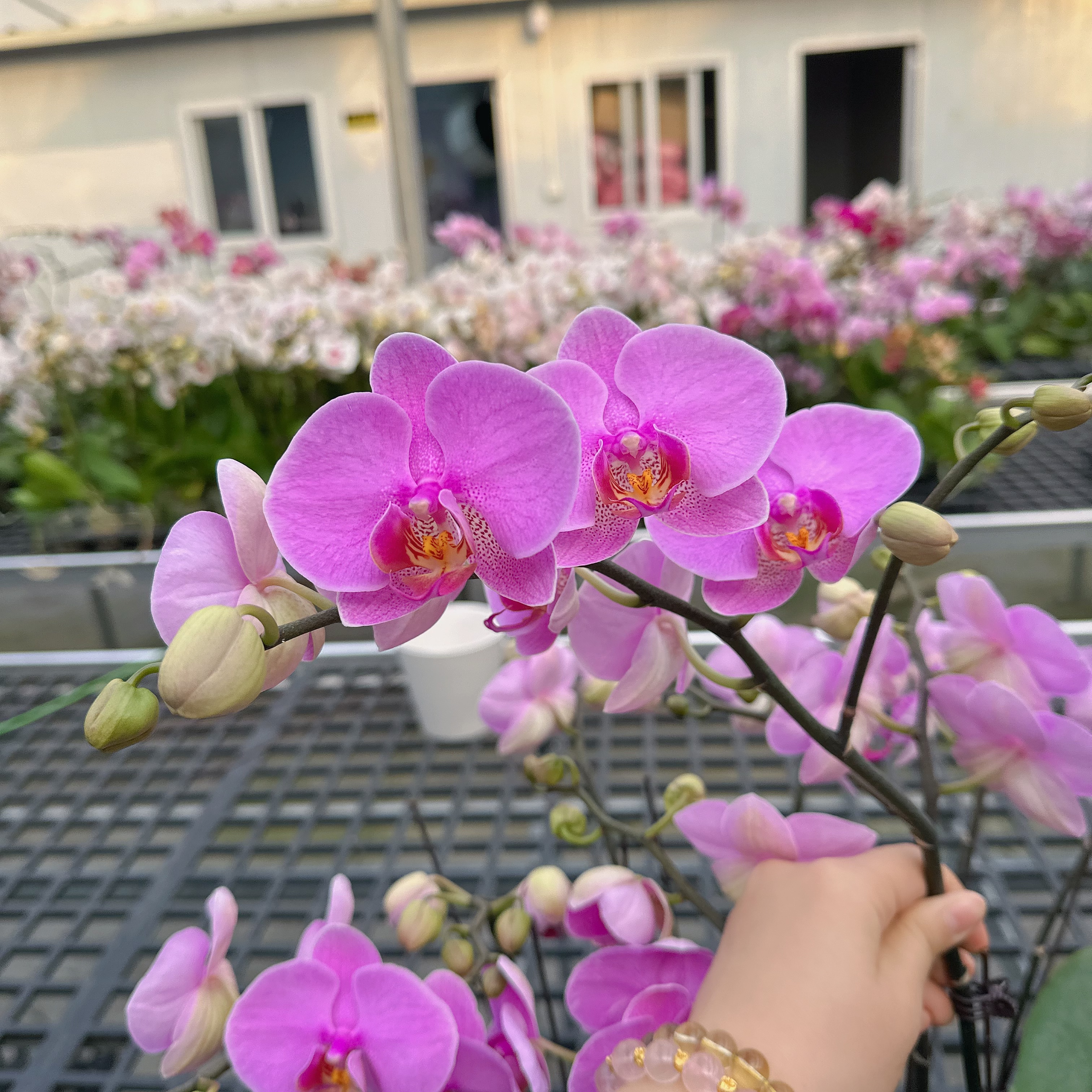 A3【明日之星】紫色蝴蝶兰.2.8寸杯源头基地蝴蝶兰