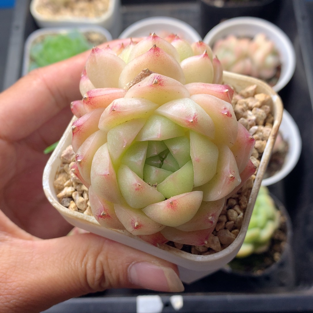 58包邮  群生不包整 6