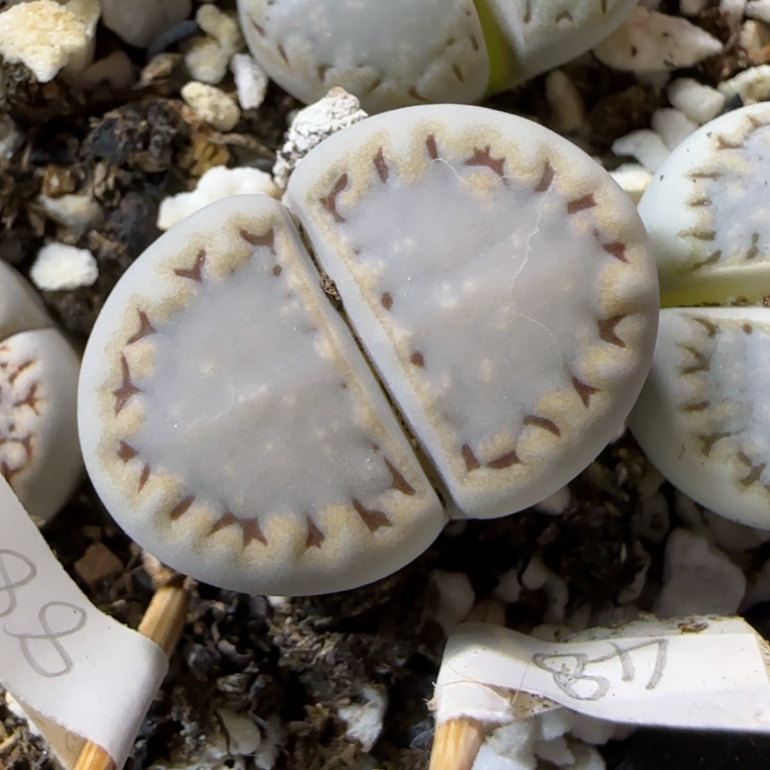 12.7.1621.6糖霜饼干.9085