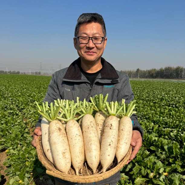 天津本地 白珍珠水果白萝卜拍4发5斤京东或顺丰包邮