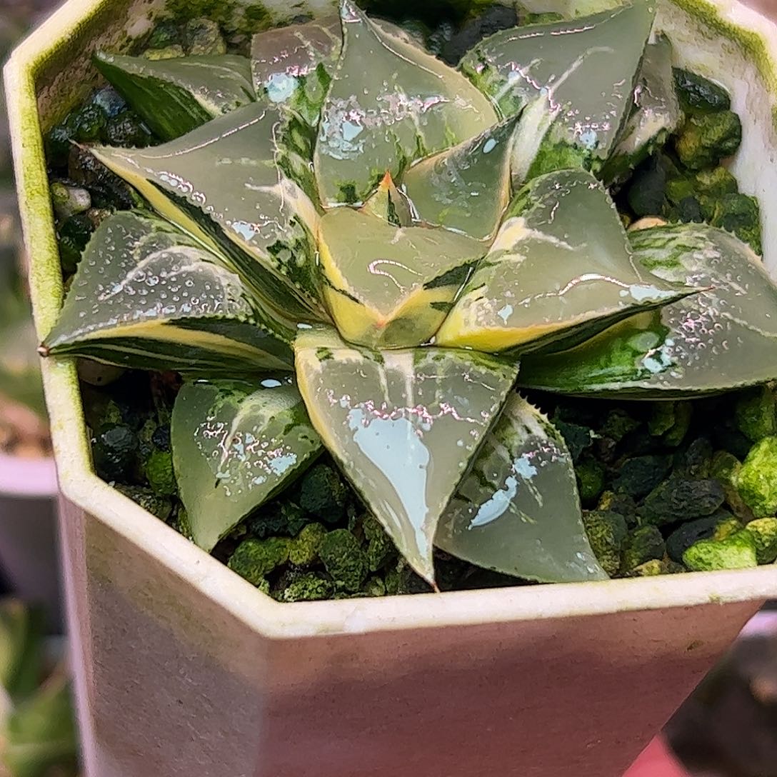 酒吞童子母本十二卷锦