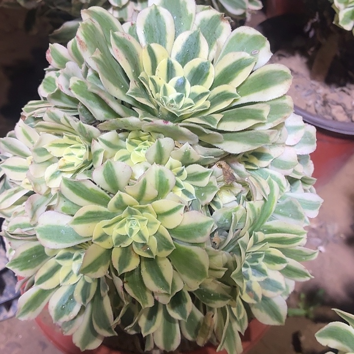 迈巴赫一棵脱土15.8