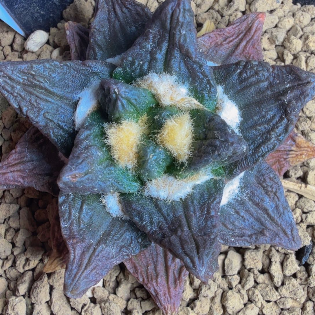 龙***三林哥代买 实生推荐