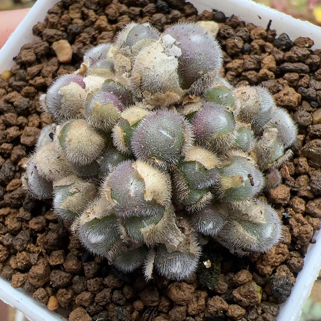 【闪购商品】239 紫毛球