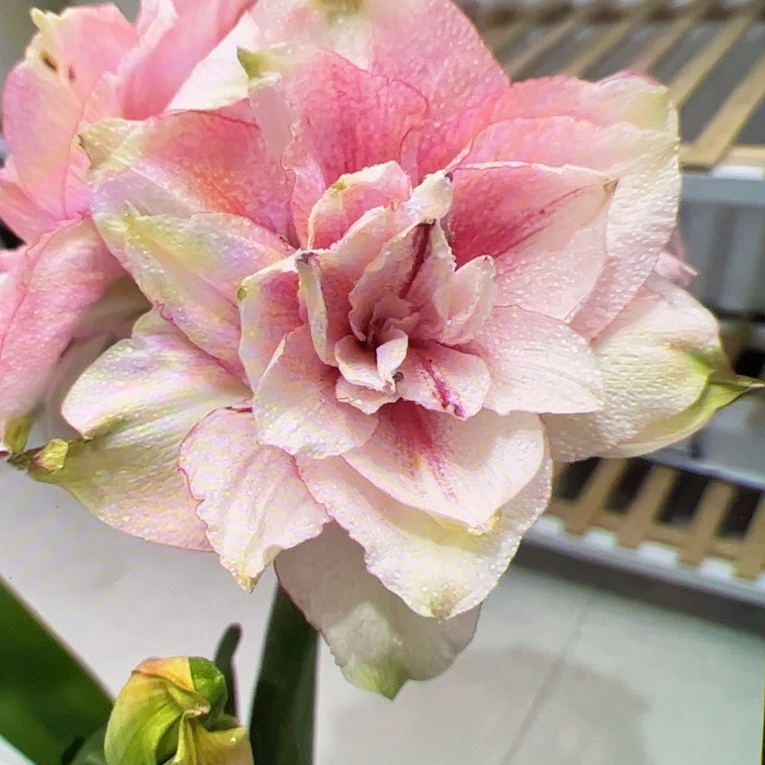 朱顶红思美人开花球带侧