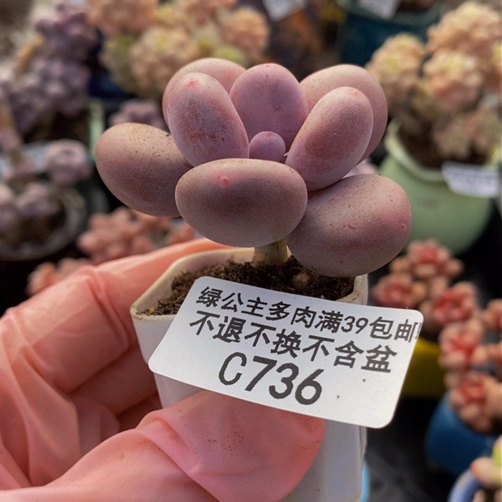 蛋黄奶单头736多肉植物