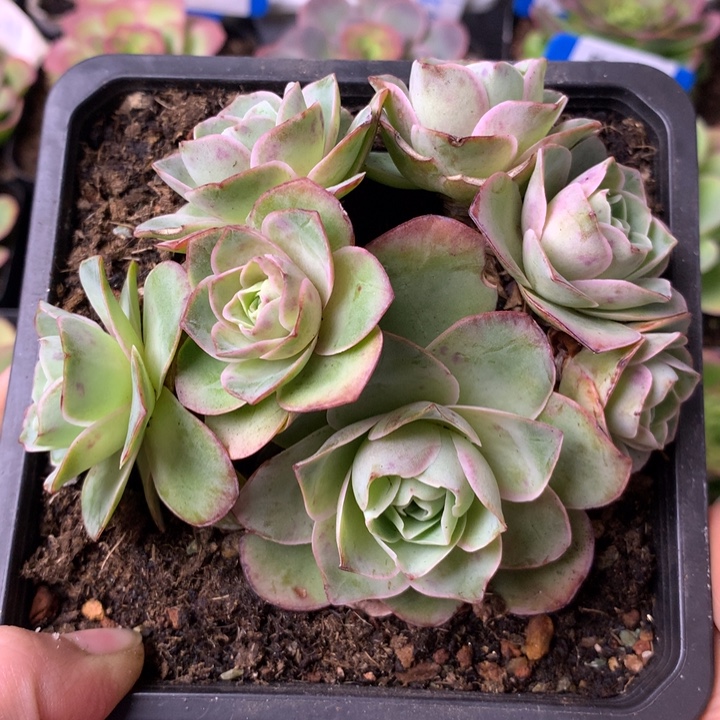 一物一拍星辰琉璃001