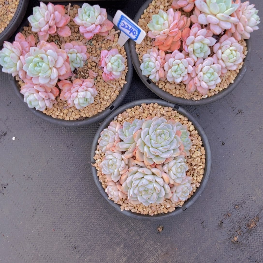 皎***皎2240三颗三颗一组