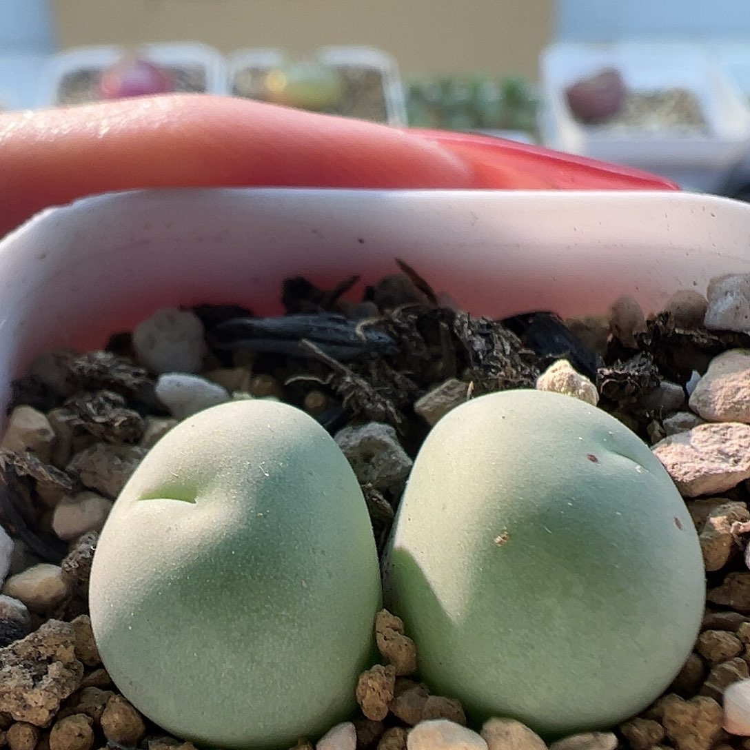 663鸽11111子蛋111111111