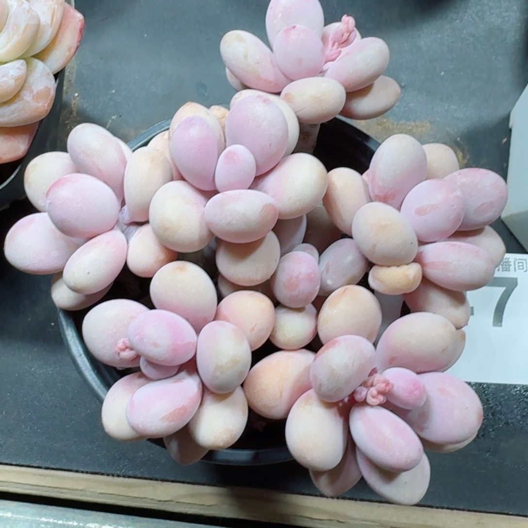 桃蛋老桩         多肉植物