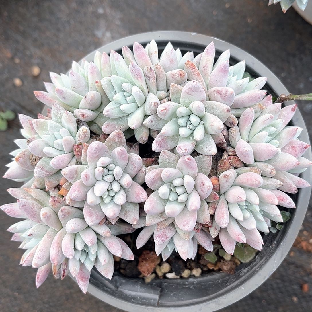 格诺马大宽叶18头带盆