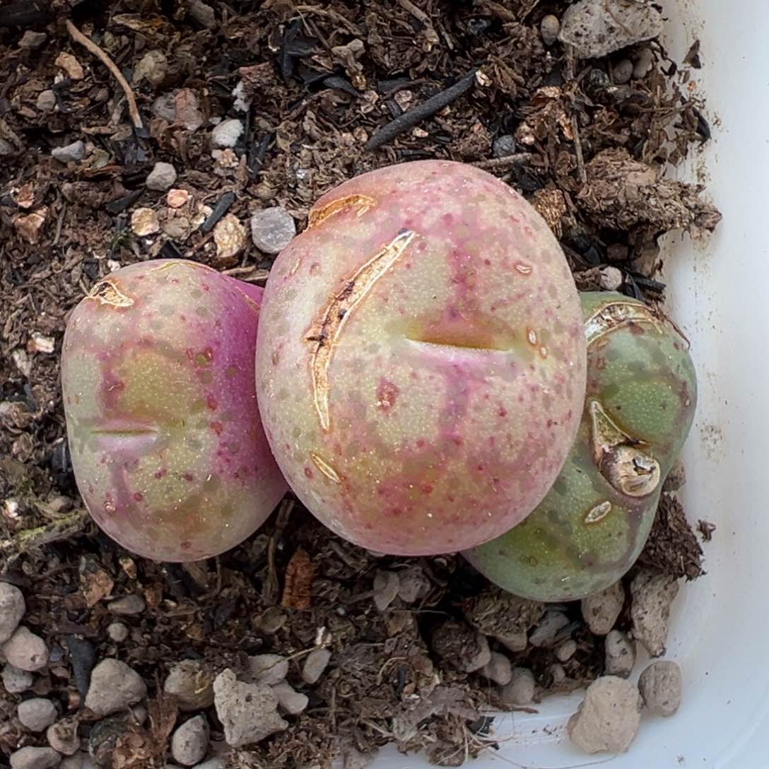 2.21好看的多肉138