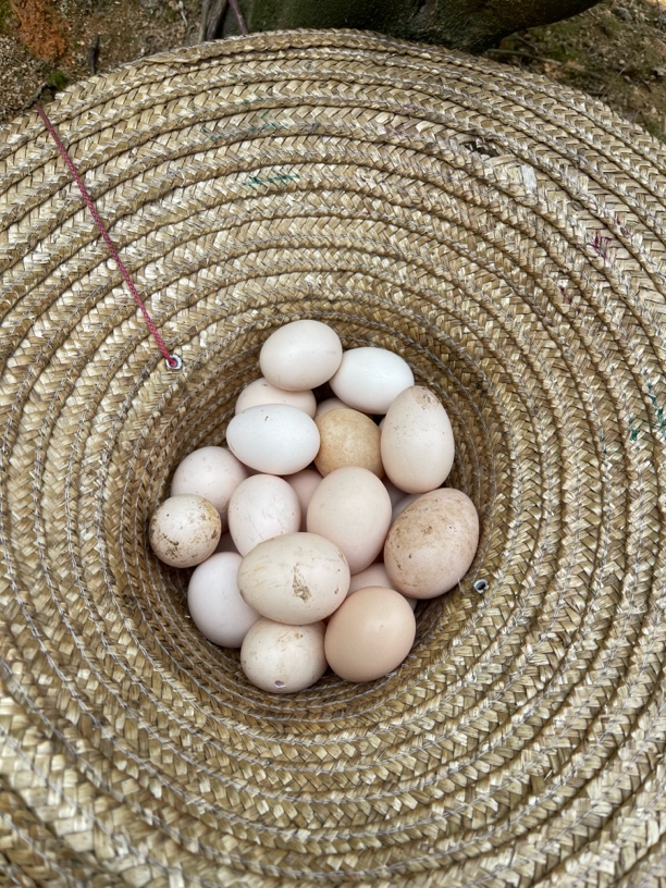农家土鸡蛋 清远初生土鸡蛋 顺丰包邮