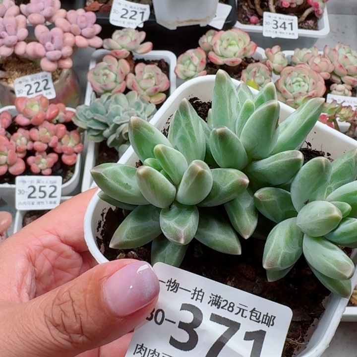 乌拉克拉无盆土发货多