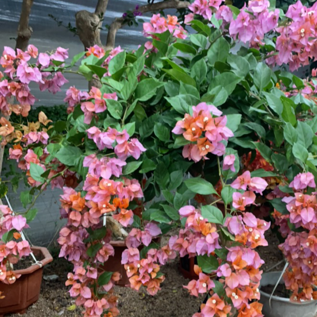 三角梅四季开花带花带盆带土发货花卉花卉盆栽鲜花