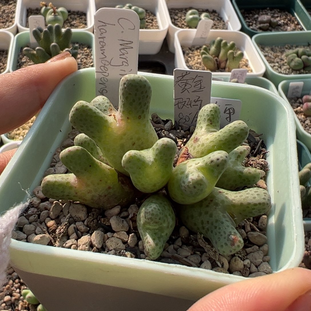 黄金斑马单头价可切多肉