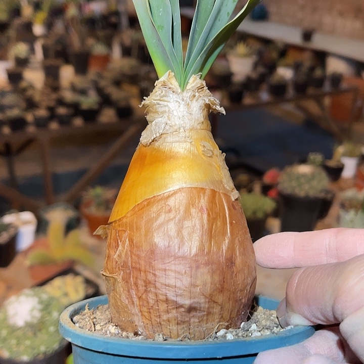 满38包邮2天凑单，脱土晾根年后发货多肉巨凤之卵